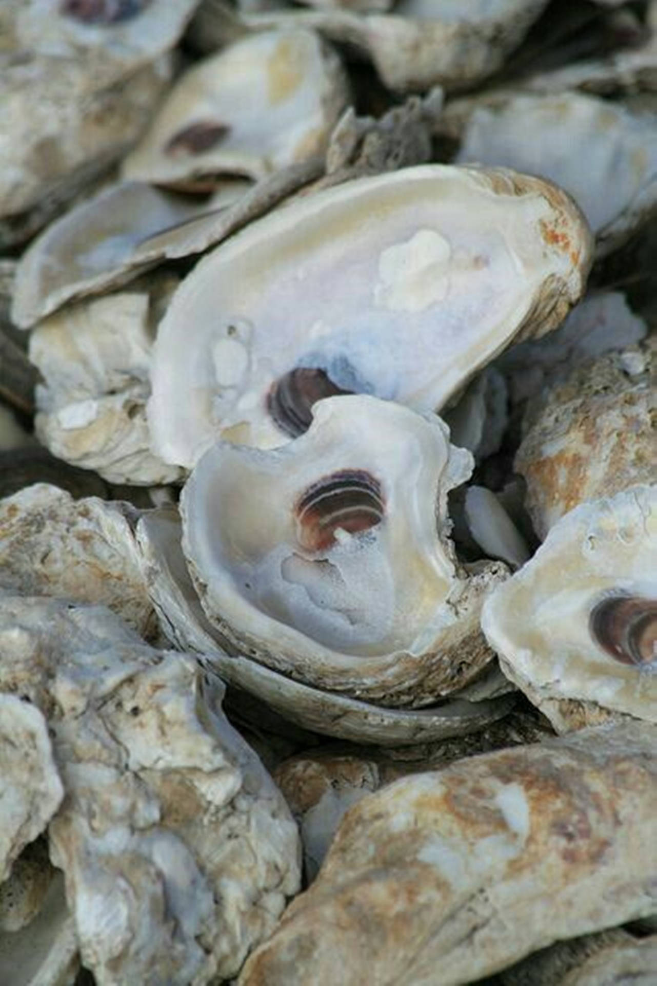 Hard Oyster Shells Wallpaper