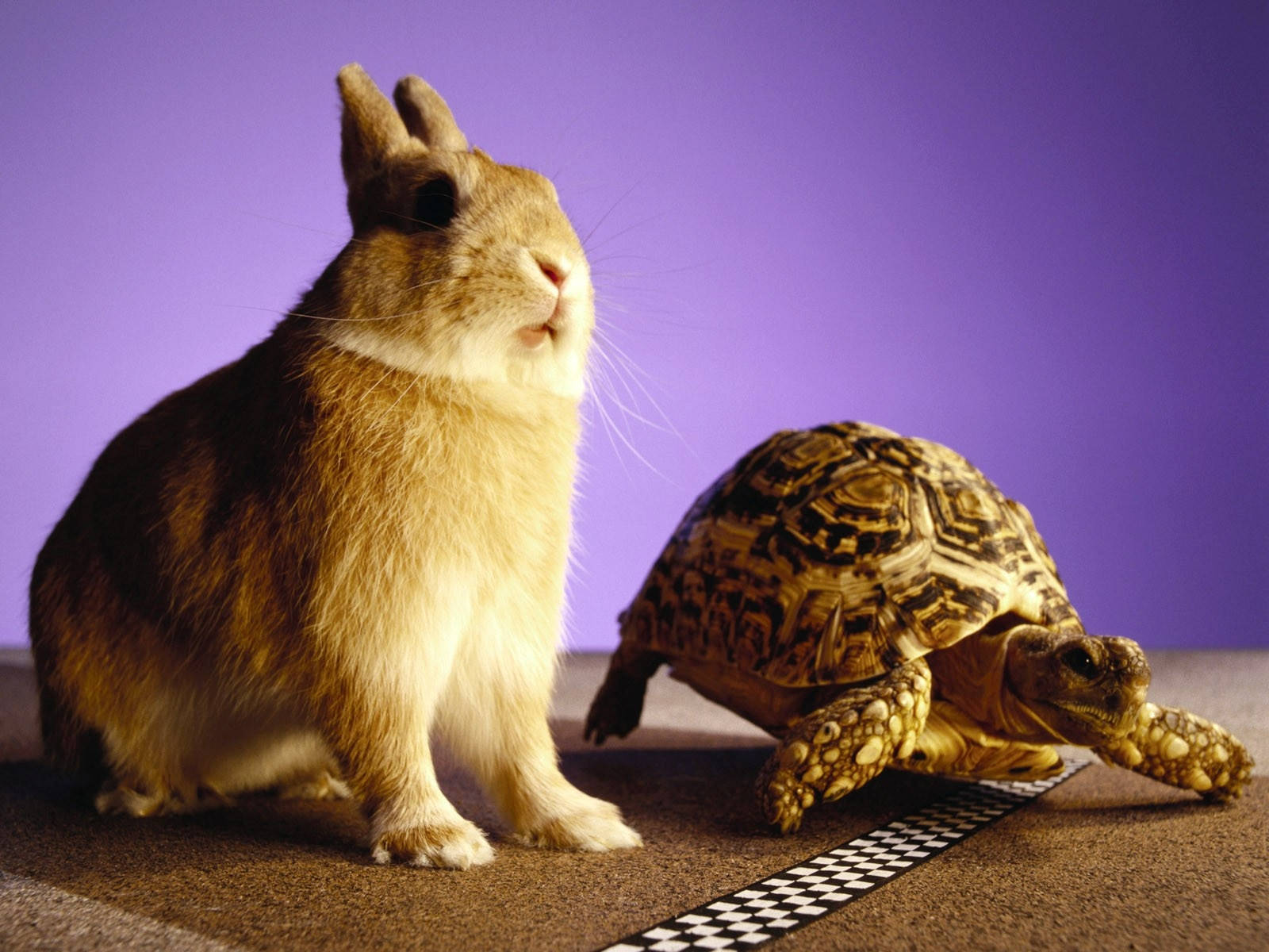 Hare And The Tortoise Wallpaper