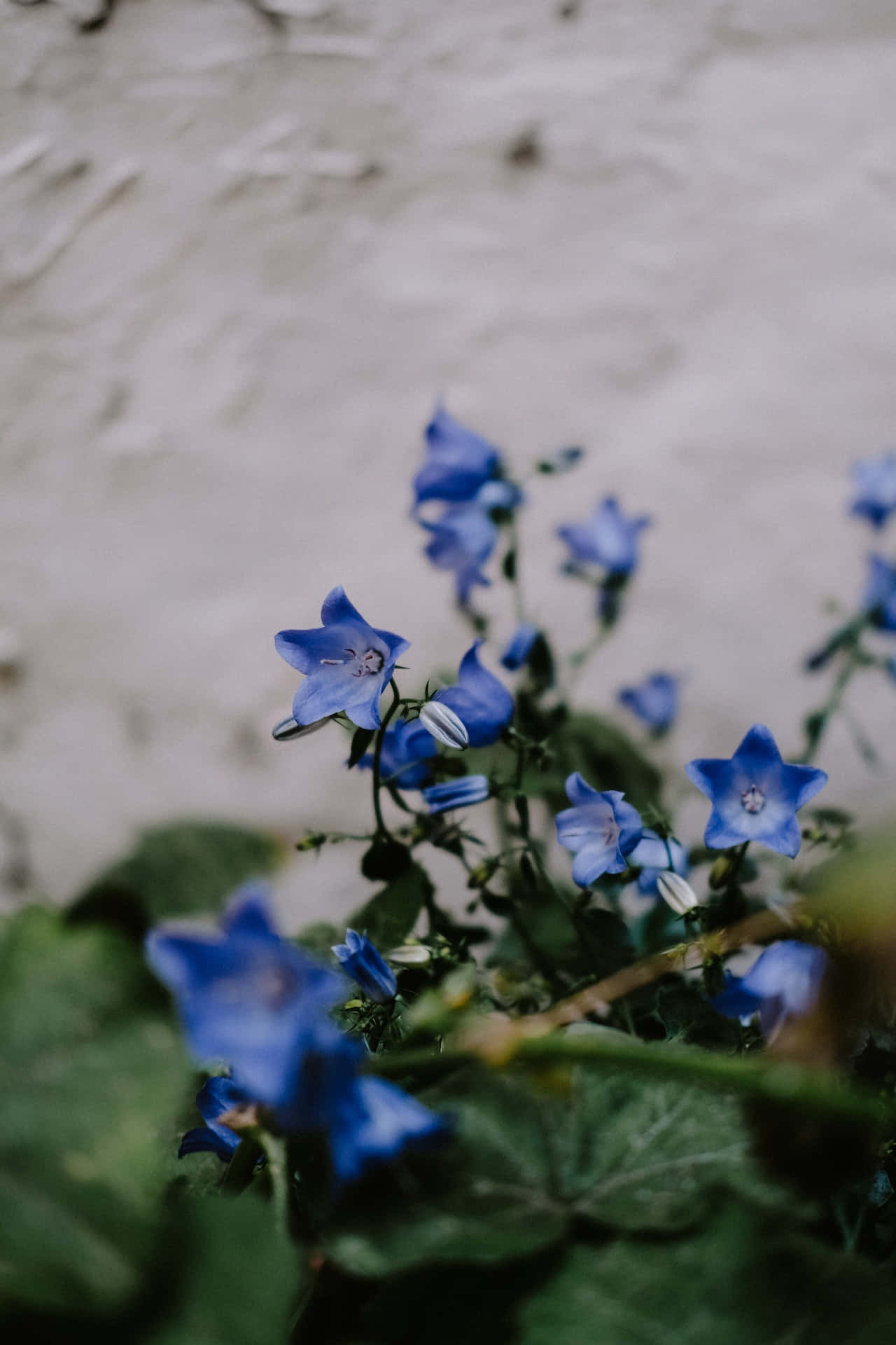 Teléfonocon Flores Azules De Campanilla. Fondo de pantalla