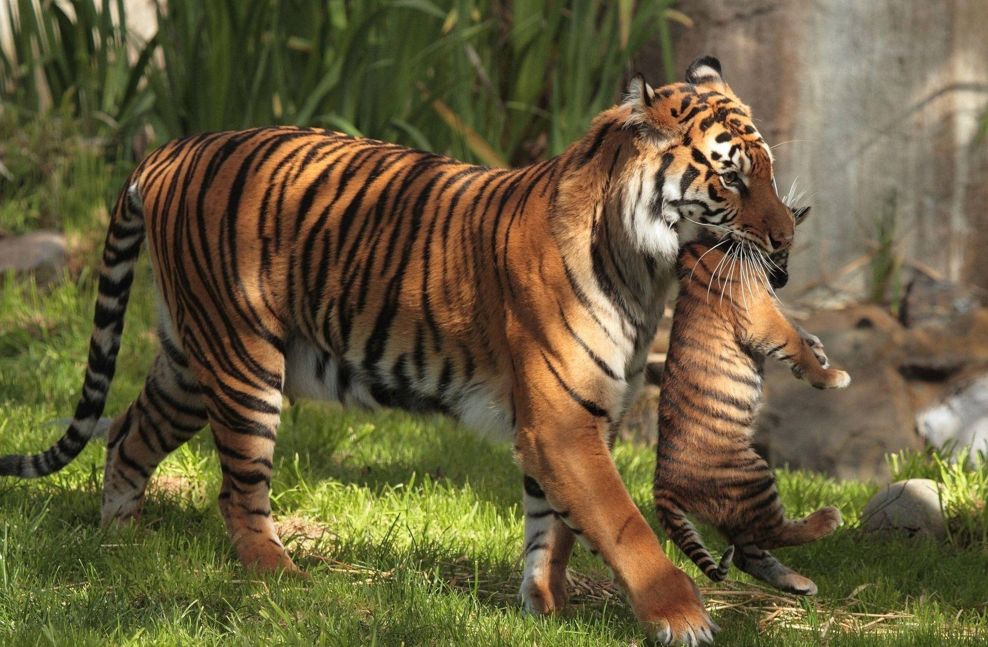 Harimau Carrying Cub Background