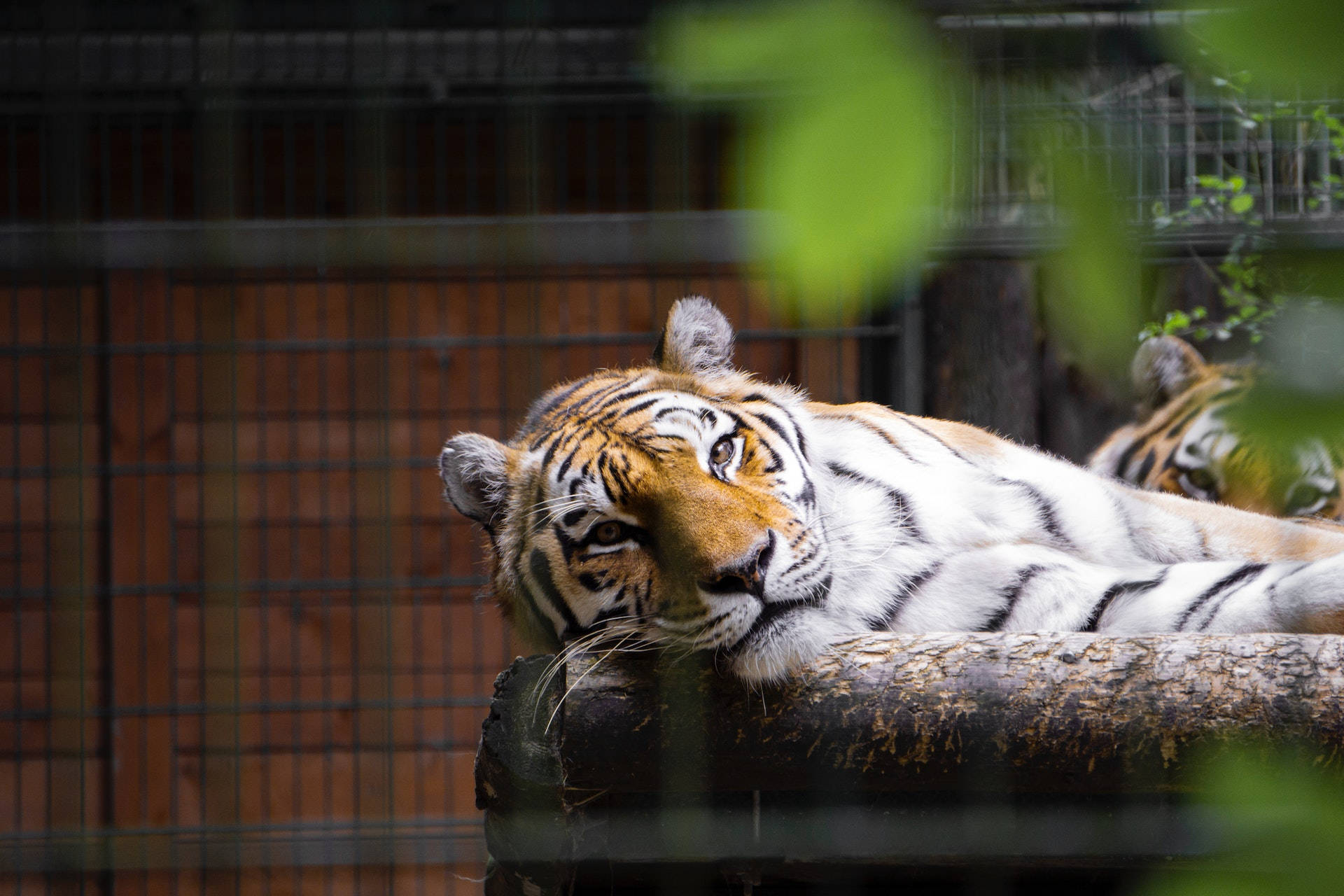 Harimau In An Enclosure Background