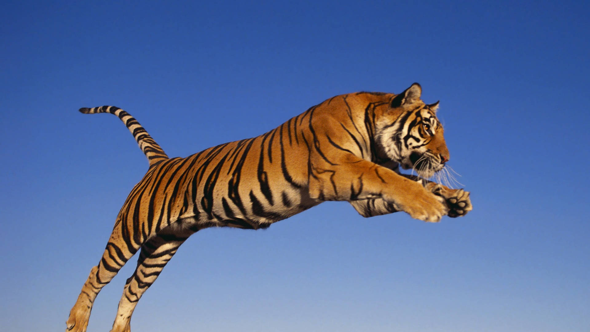 Harimau Leaping Through Air Background