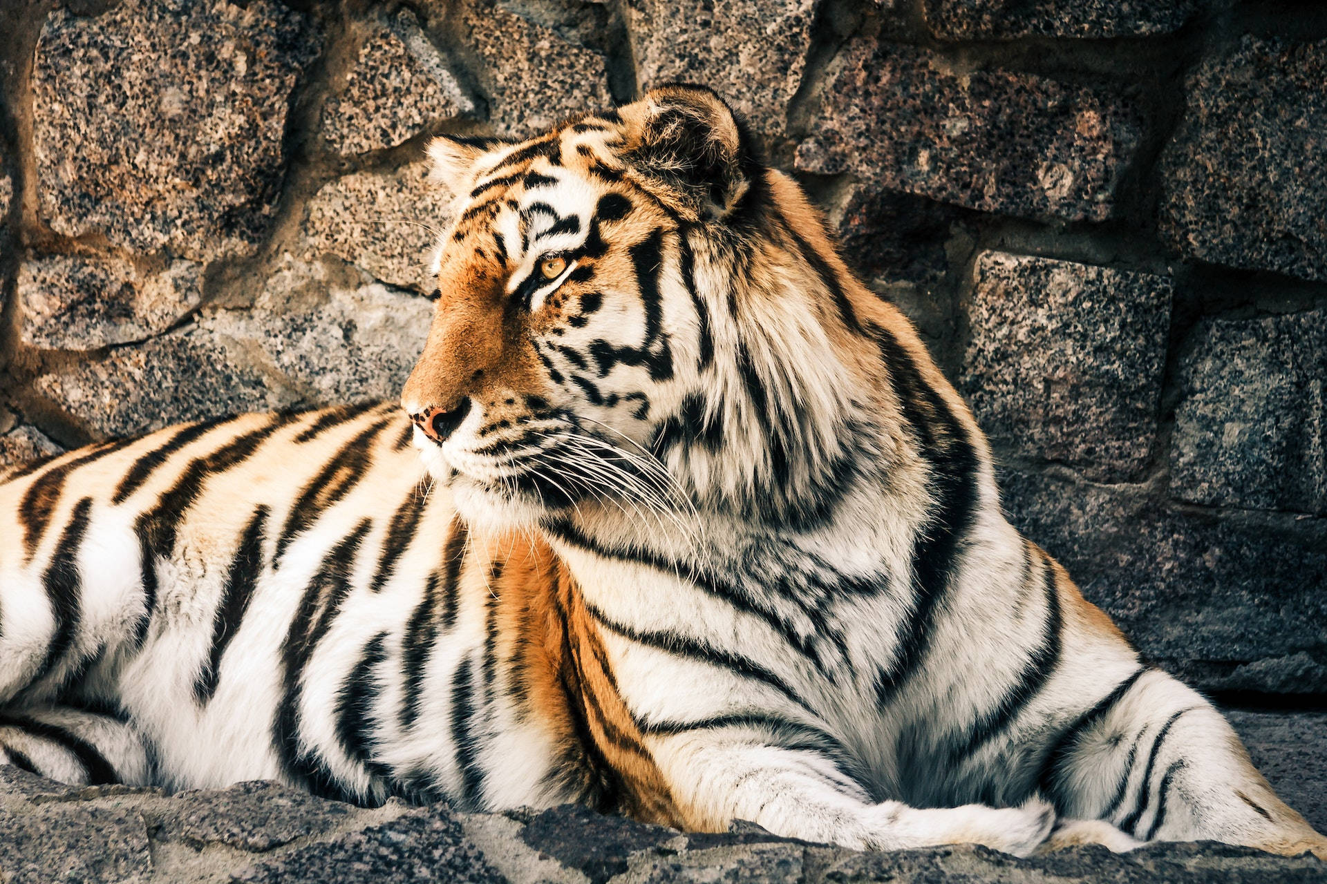 Harimau Sitting Beside Rock Wall Background