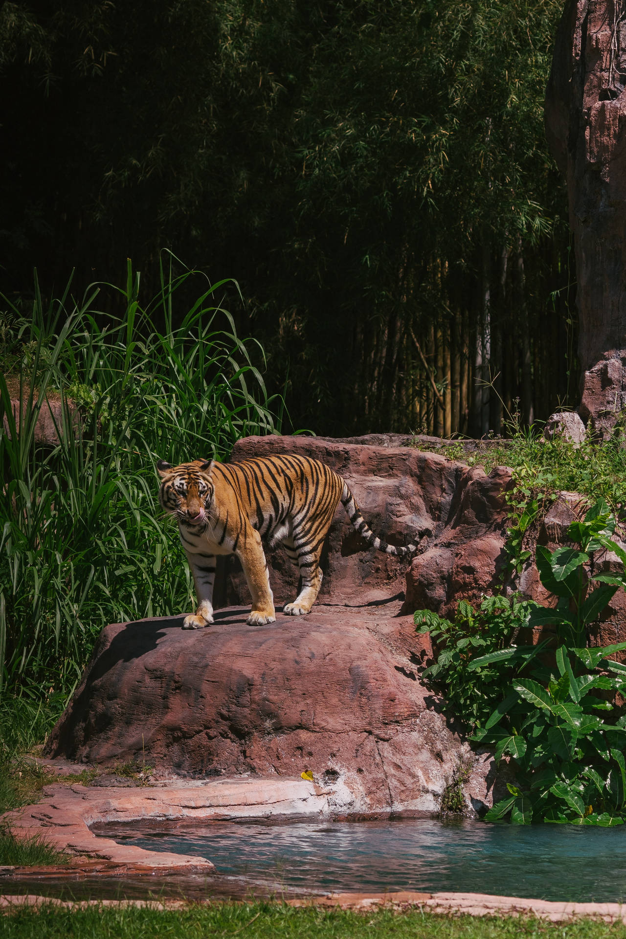 Harimau Standing On Red Rocks Picture