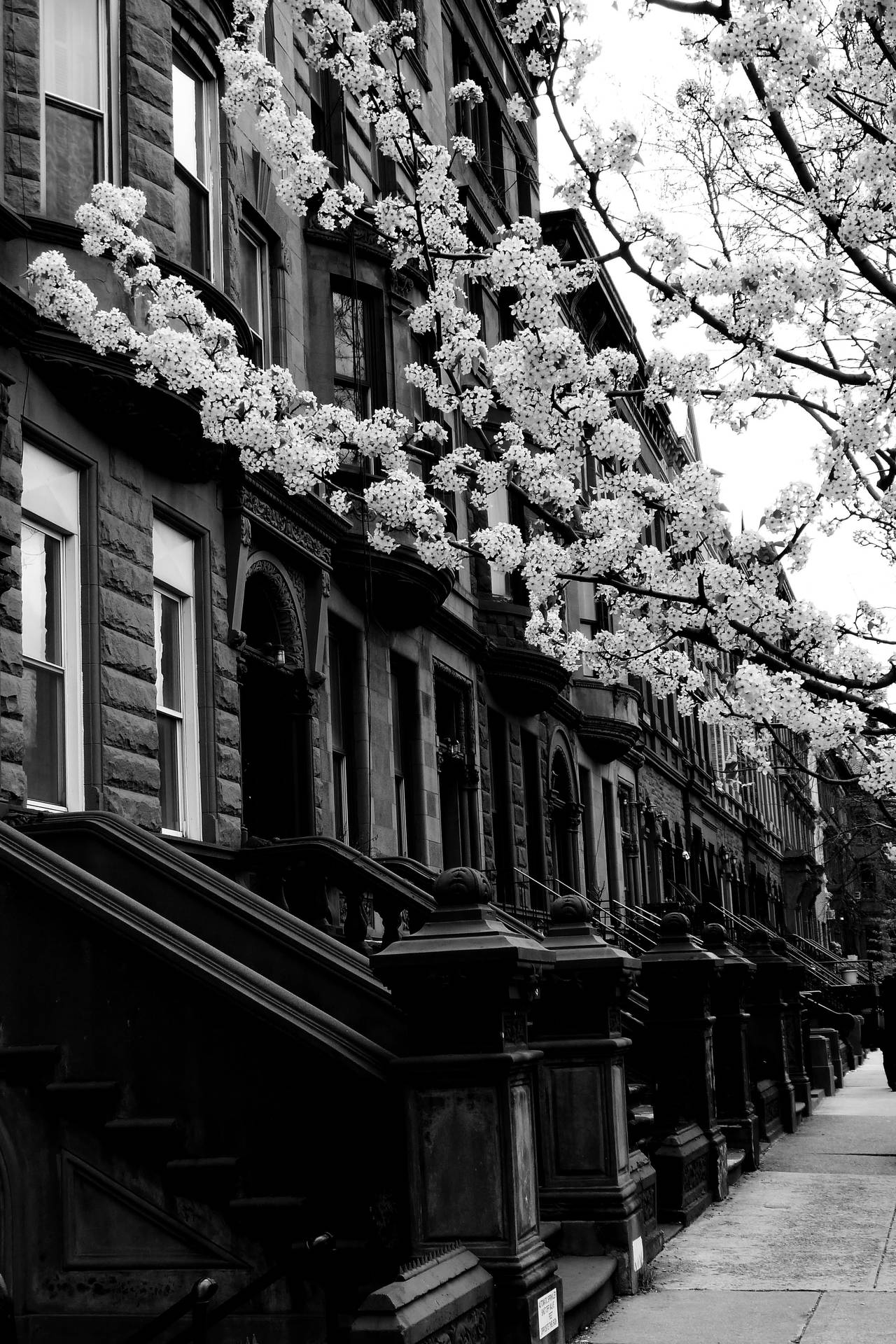 Harlem Neighborhood New York Black And White Wallpaper