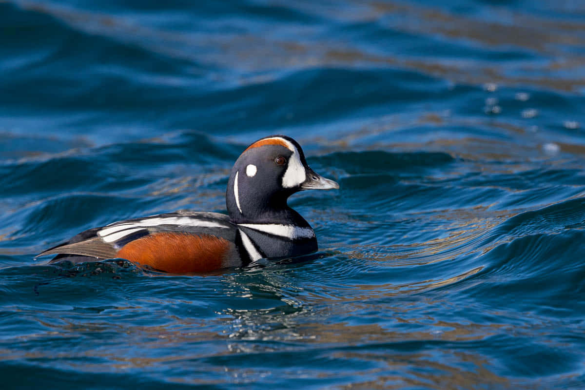 Harlequinandand Duck Svømmer I Blå Vann Bakgrunnsbildet