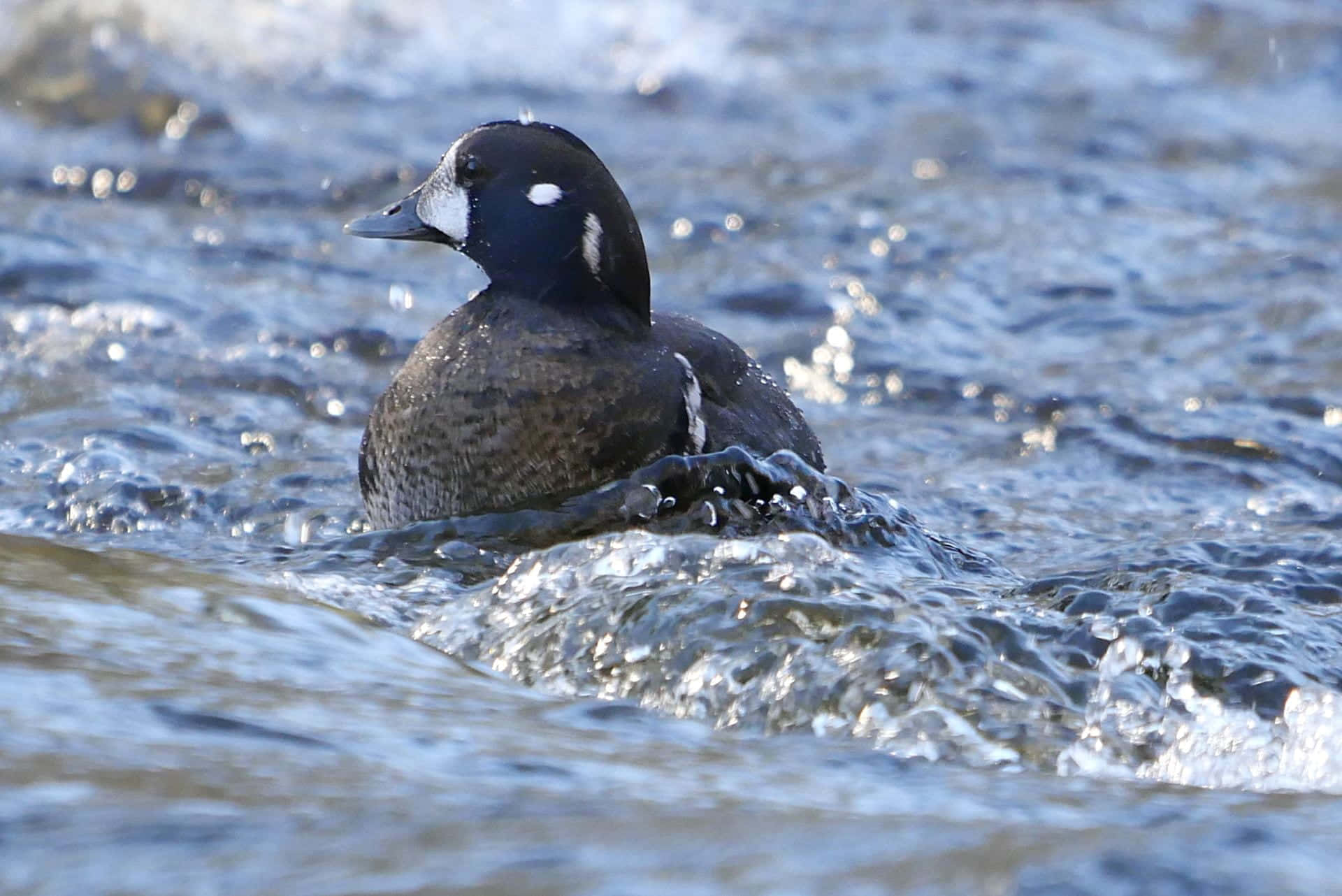 Harlequin Duck Swimmingin River Wallpaper