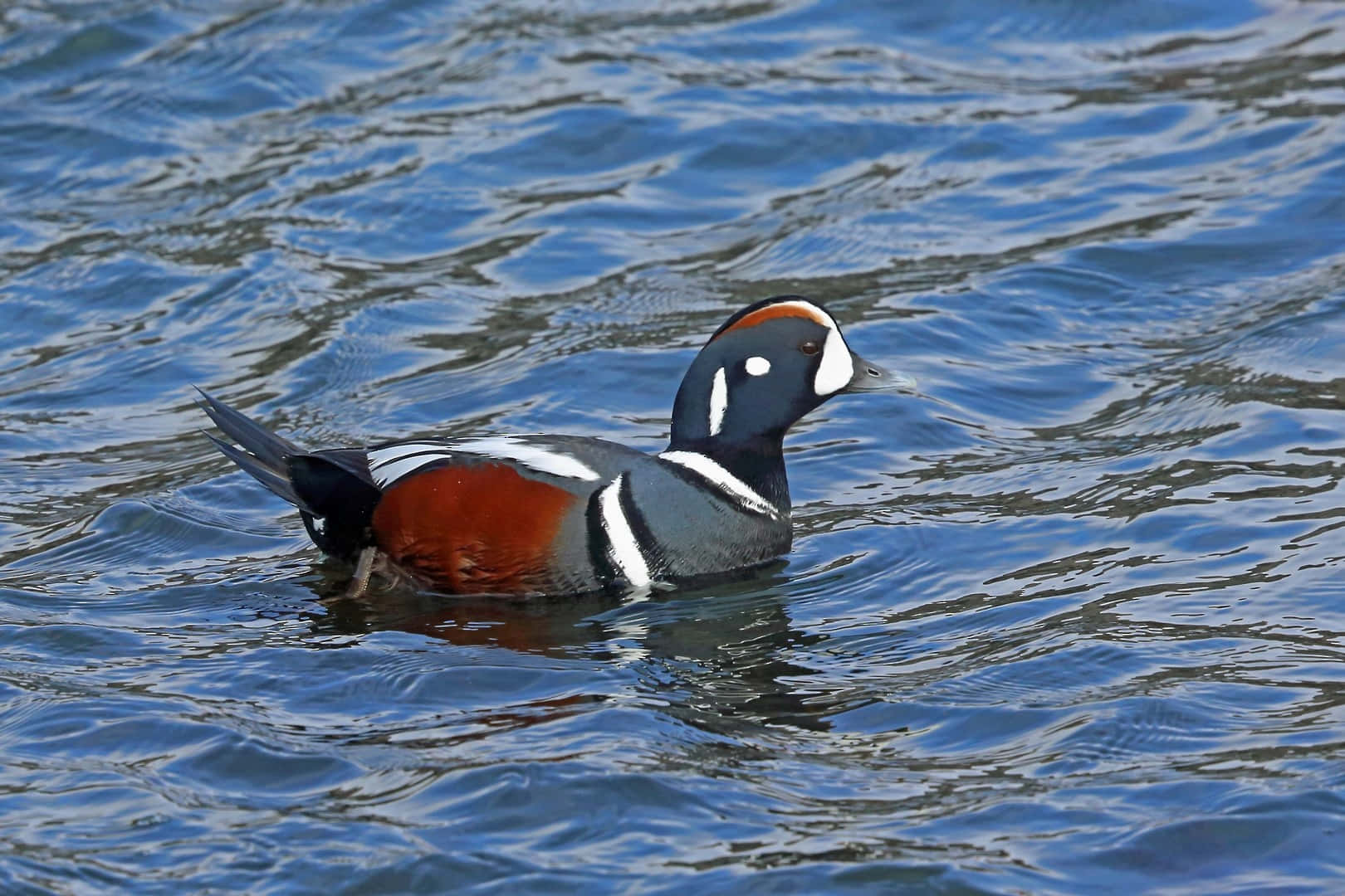 Harlekijn Eend Zwemmend In Water Achtergrond