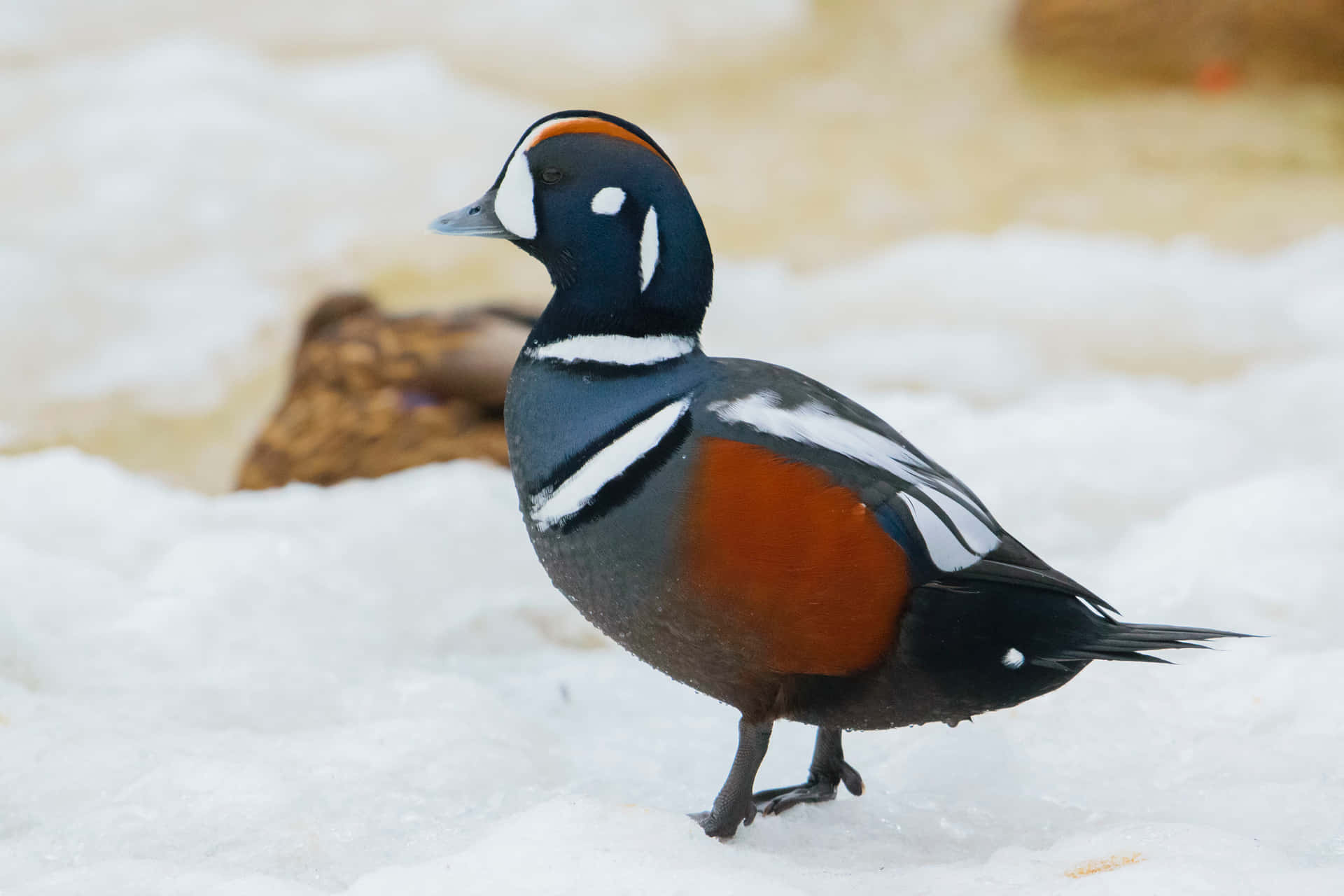 Harlekijn Eend In Sneeuw Achtergrond