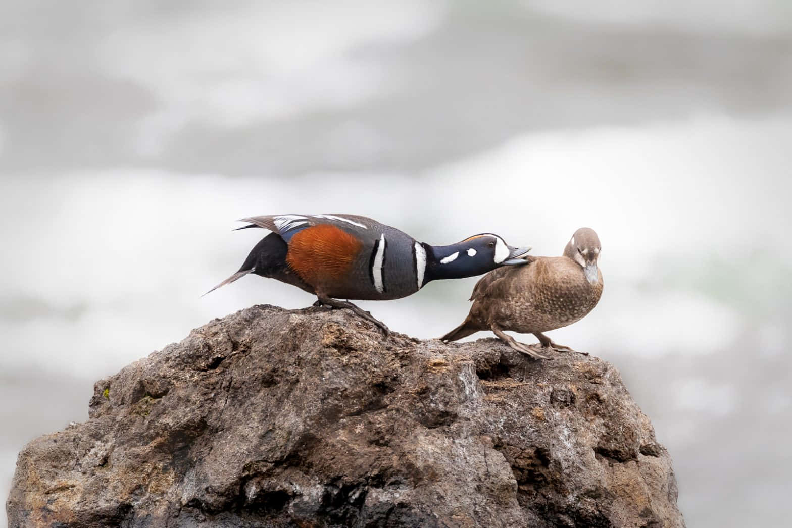 Download Harlequin Ducks On Rock Wallpaper | Wallpapers.com