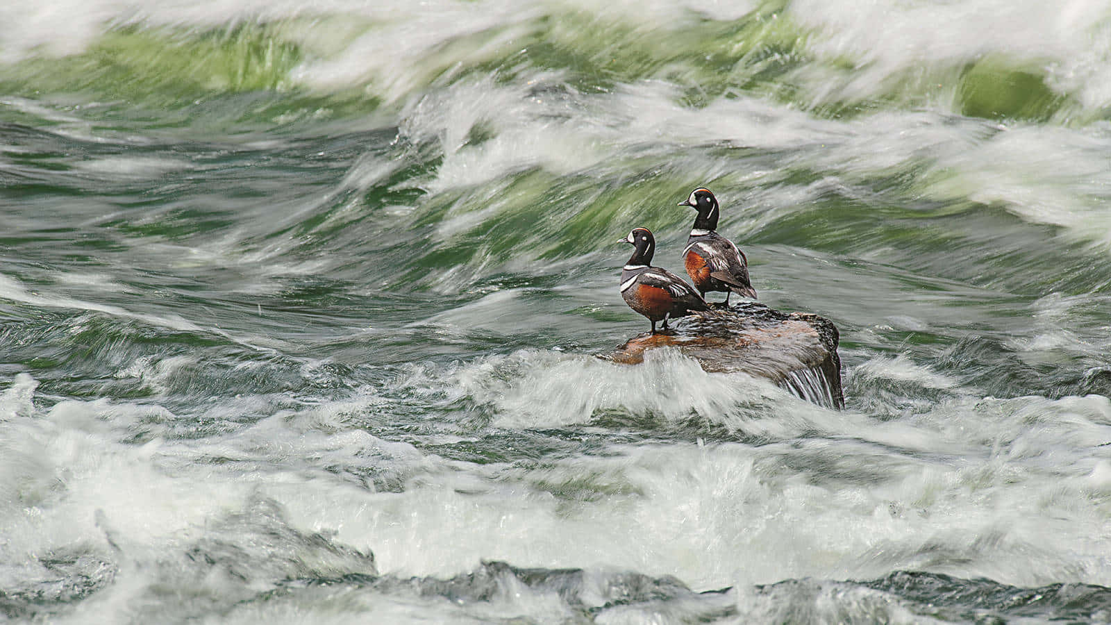 Harlequin Ducks Restingon River Rapids Wallpaper