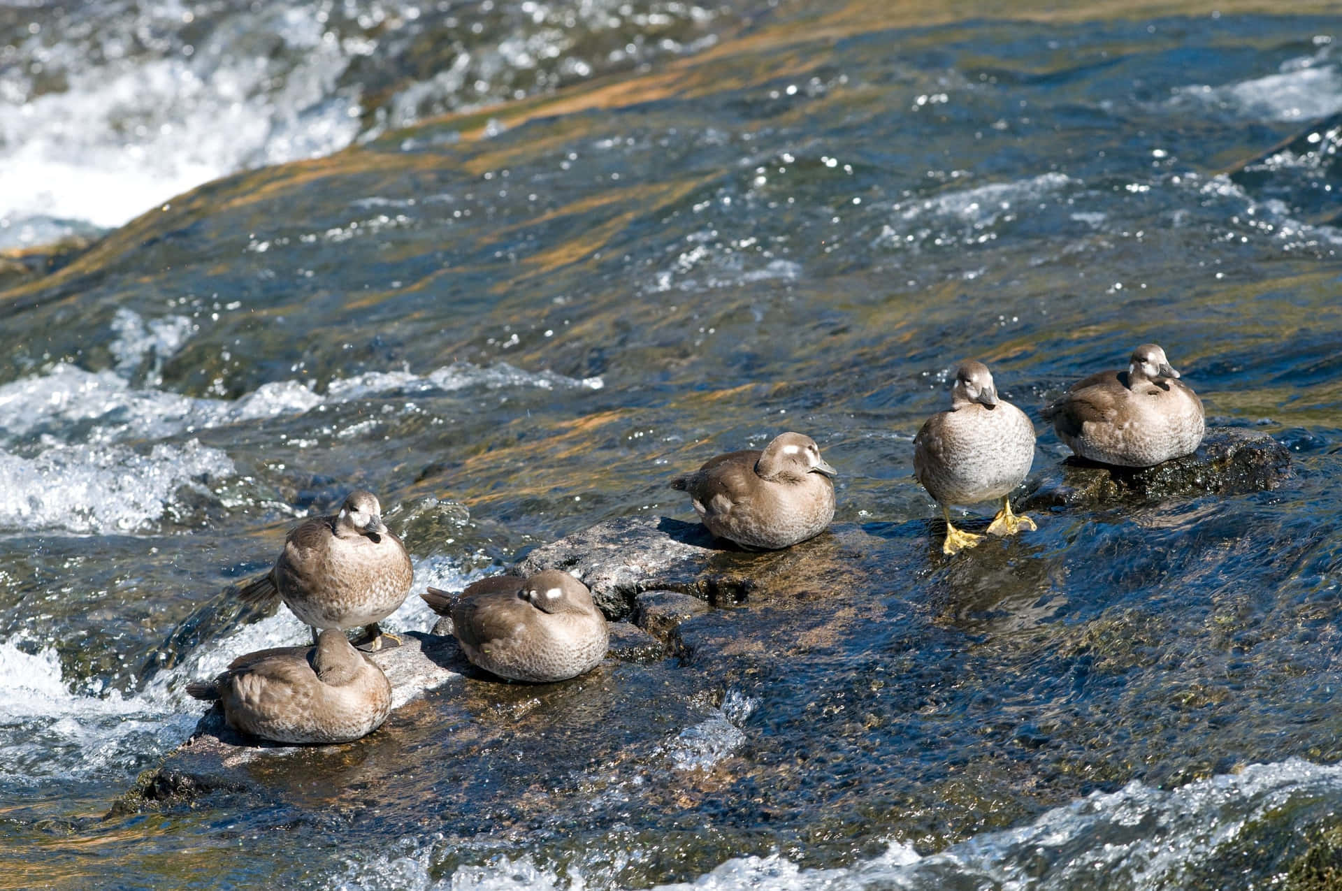 Harlequin Ducks Restingon River Rocks Wallpaper