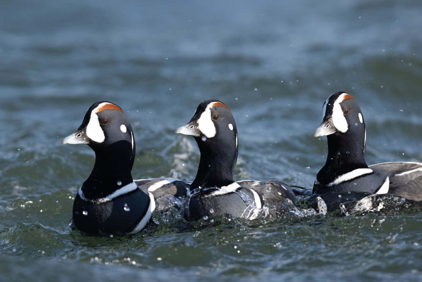 Harlekijn Eenden Zwemmen Samen Achtergrond