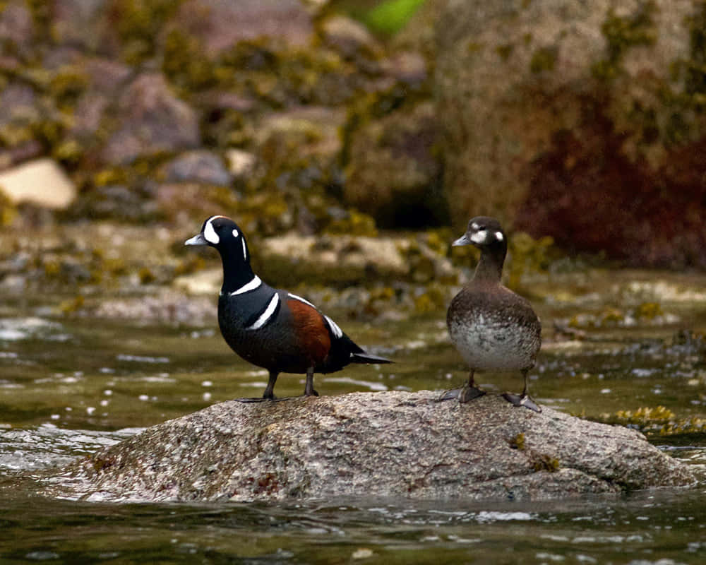 Bebek Harlequin Di Batu Sungai Wallpaper