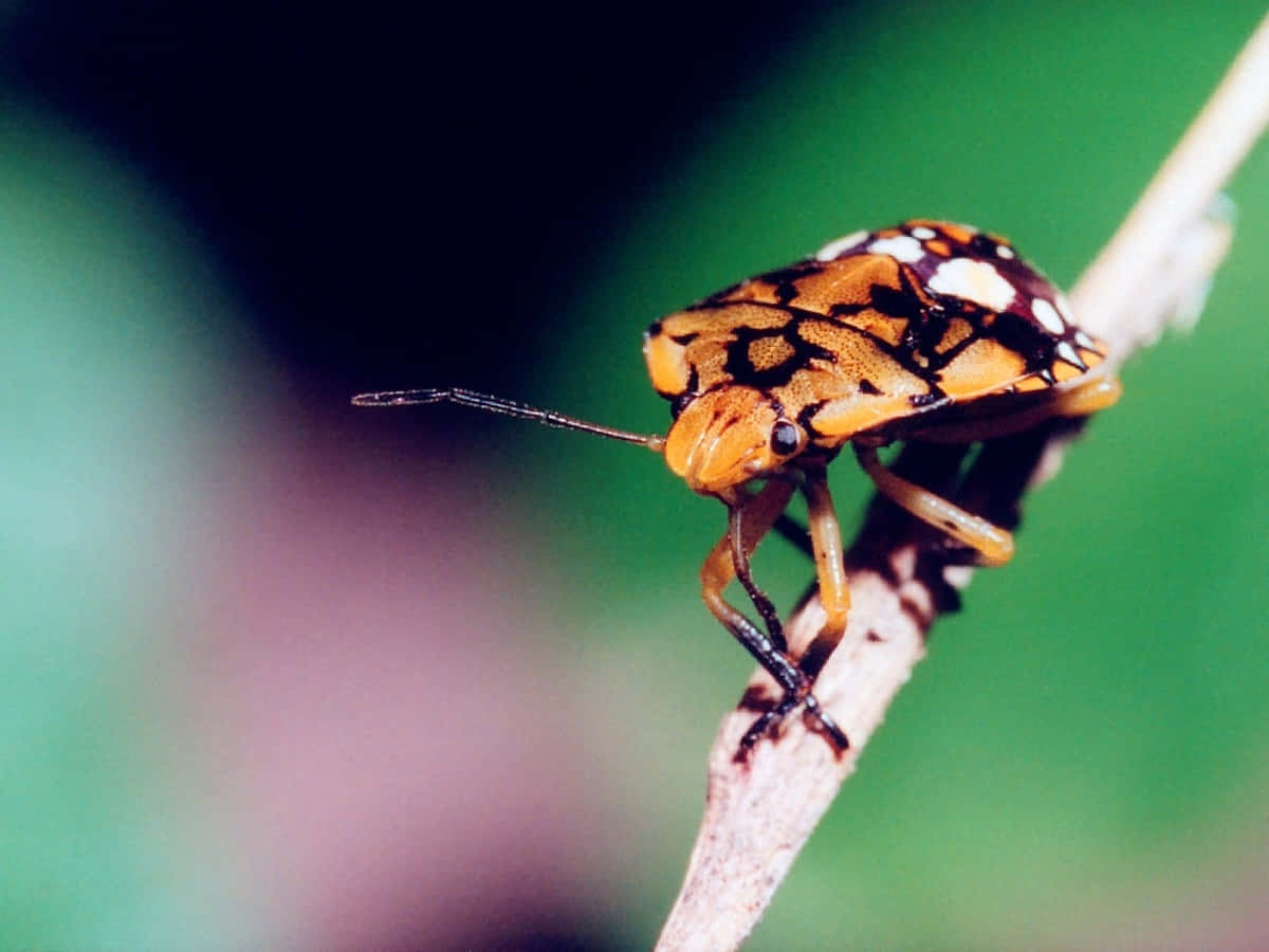 Harlequin Stink Bug Nymphon Plant Wallpaper