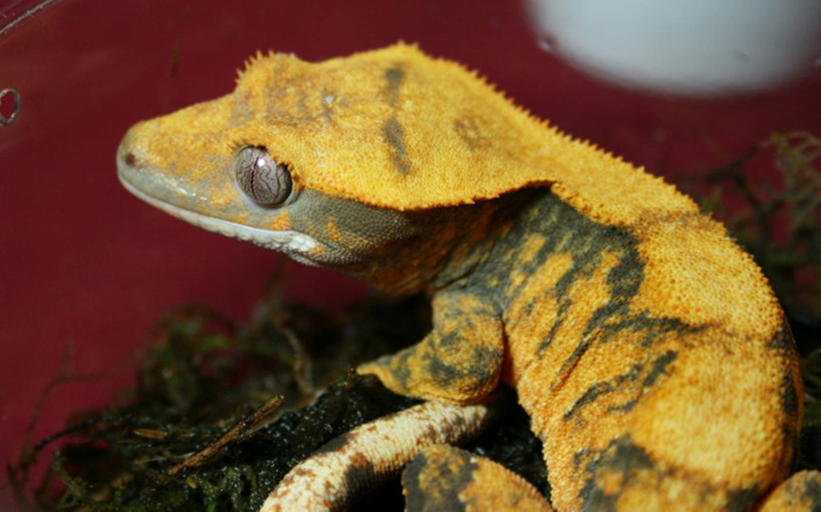 Harlequin Yellow Gecko Background