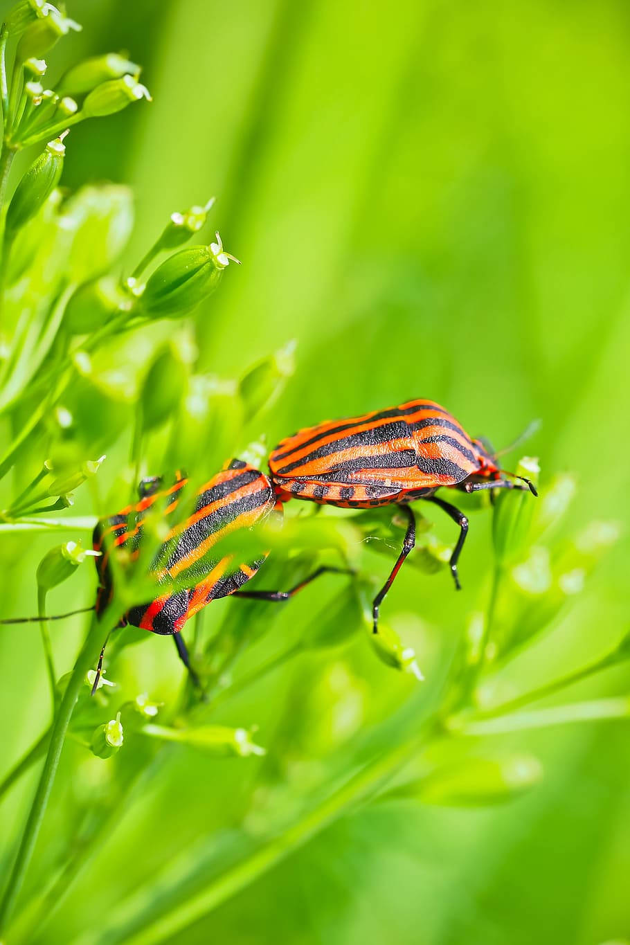 Insectodañino Escudo De Enemigos De Los Escarabajos Fondo de pantalla