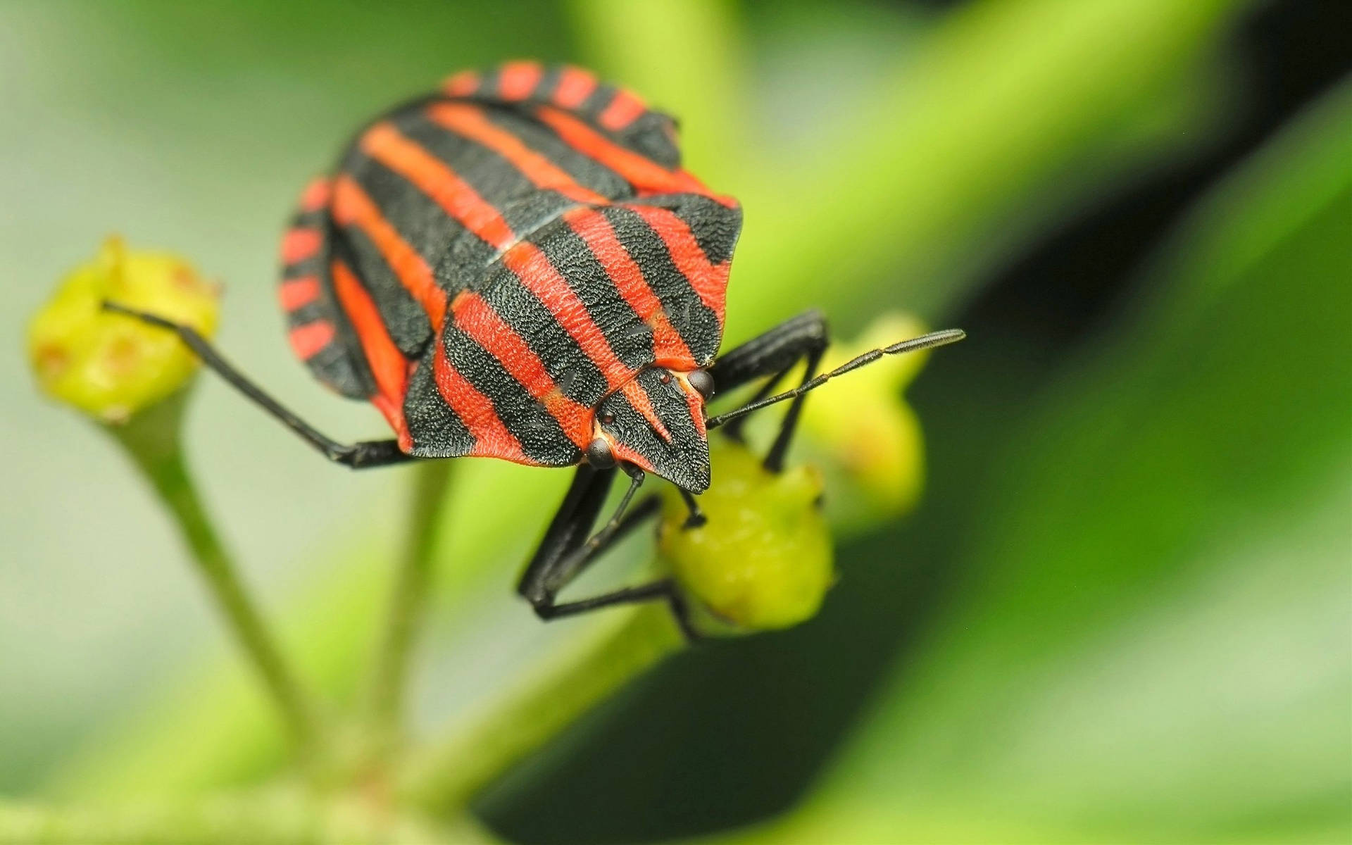 Harmful Red And Black Stink Bug Beetle Wallpaper