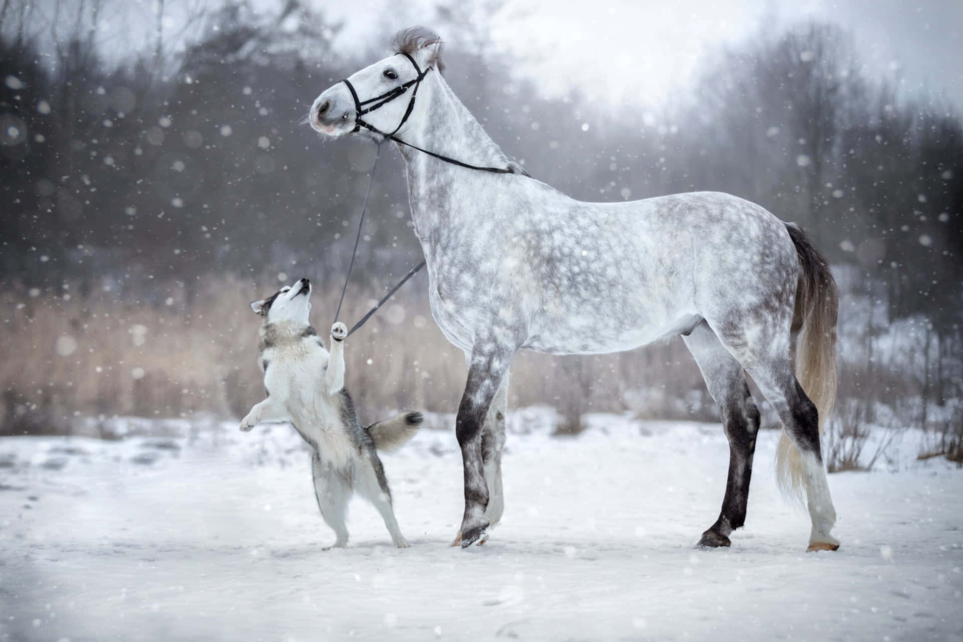 Harmonious Bond Between Horse And Dog Wallpaper