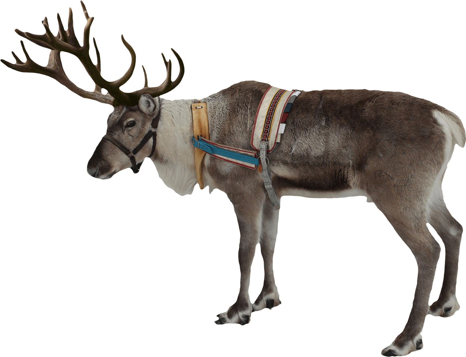 Harnessed Reindeer Profile PNG