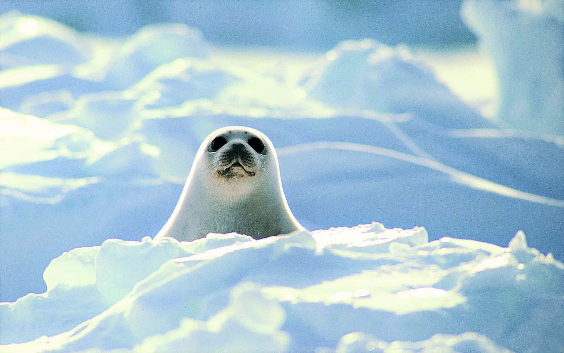 Harp Seal Peeking Through Snow Wallpaper