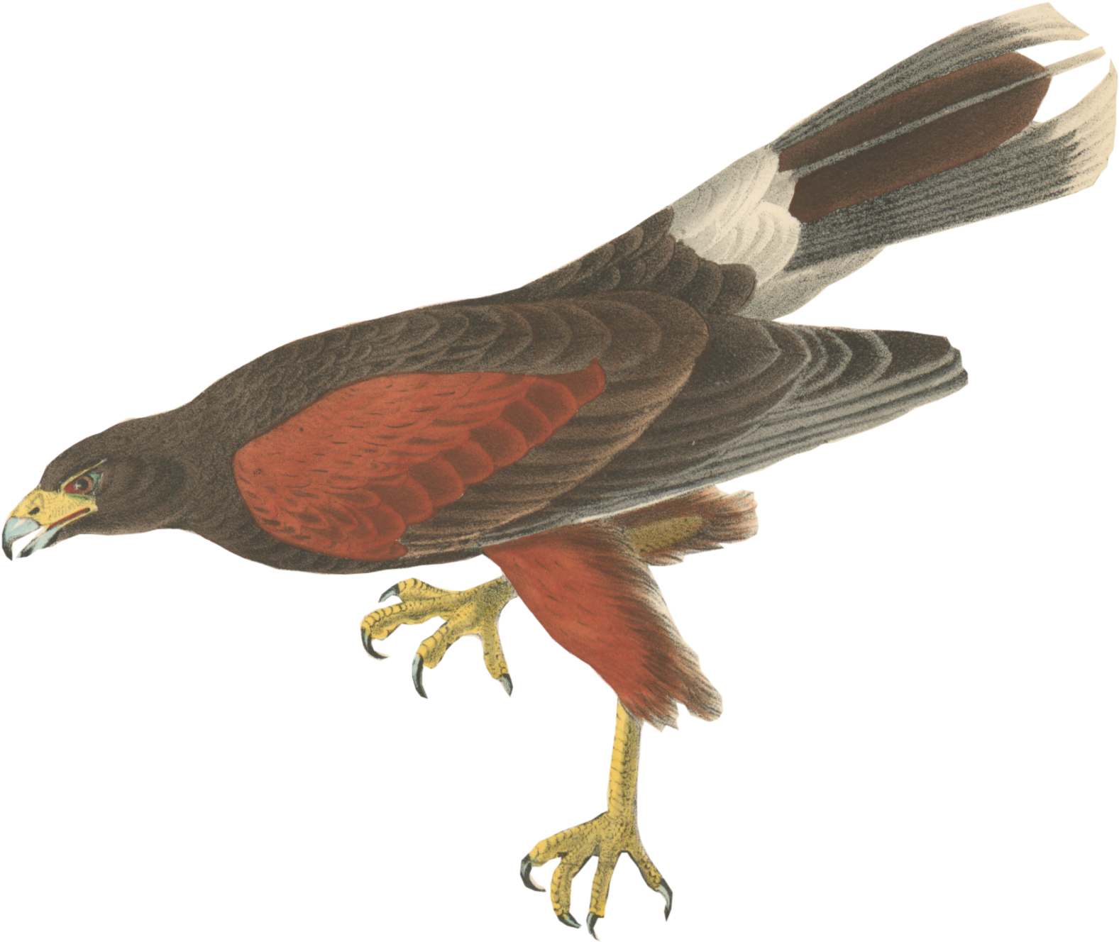 Download Harris Hawk Illustration