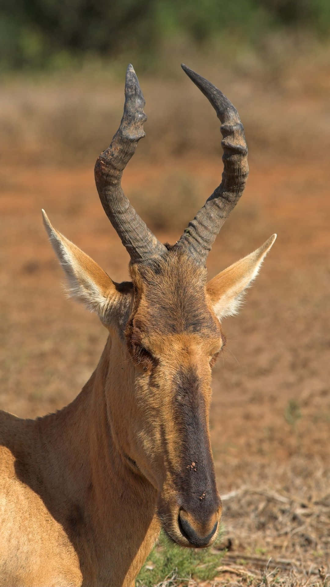 Hartebeest Portrait Africa Wildlife.jpg Wallpaper
