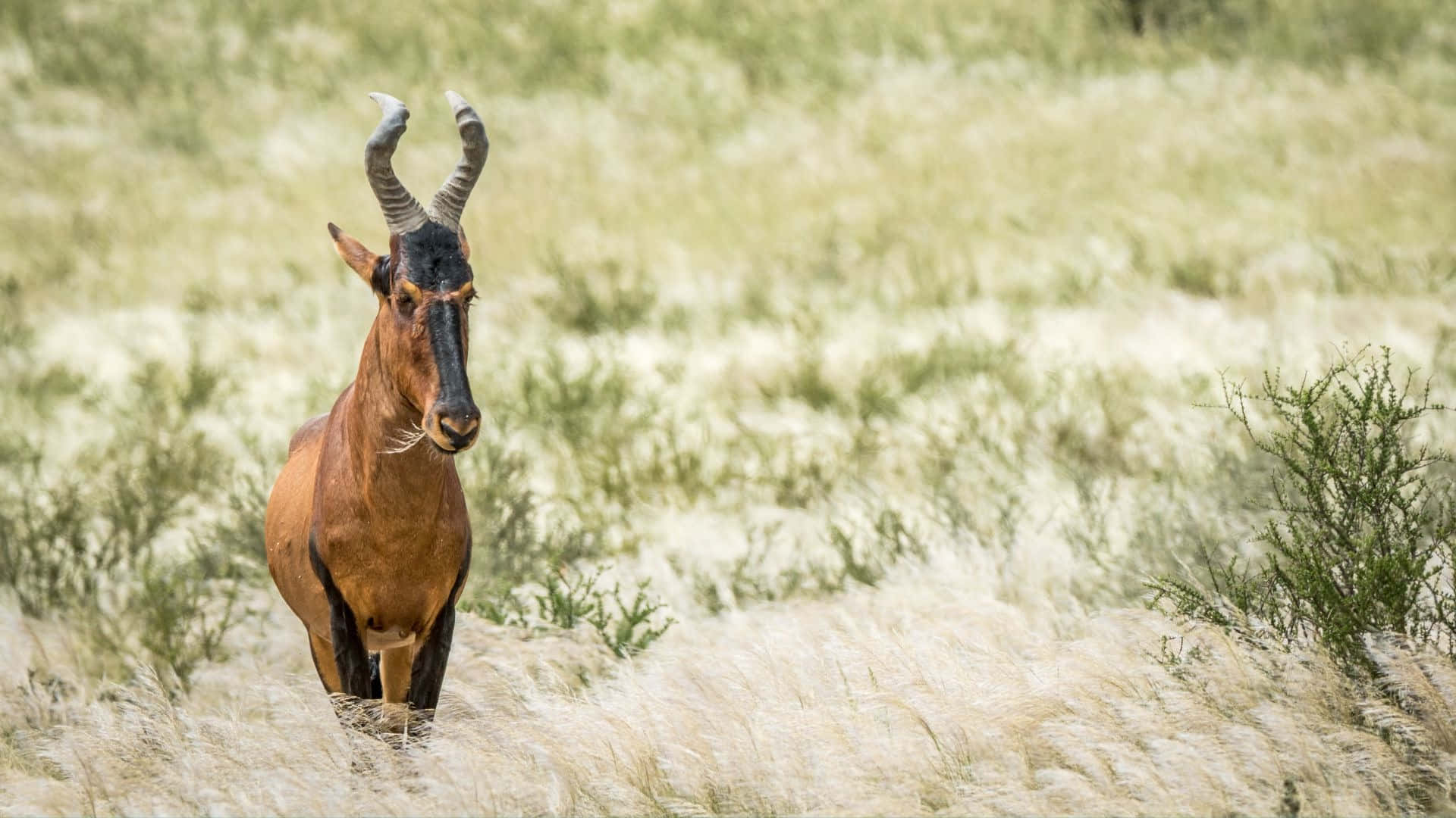 Hartebeest Standing Tallin Grassland.jpg Wallpaper