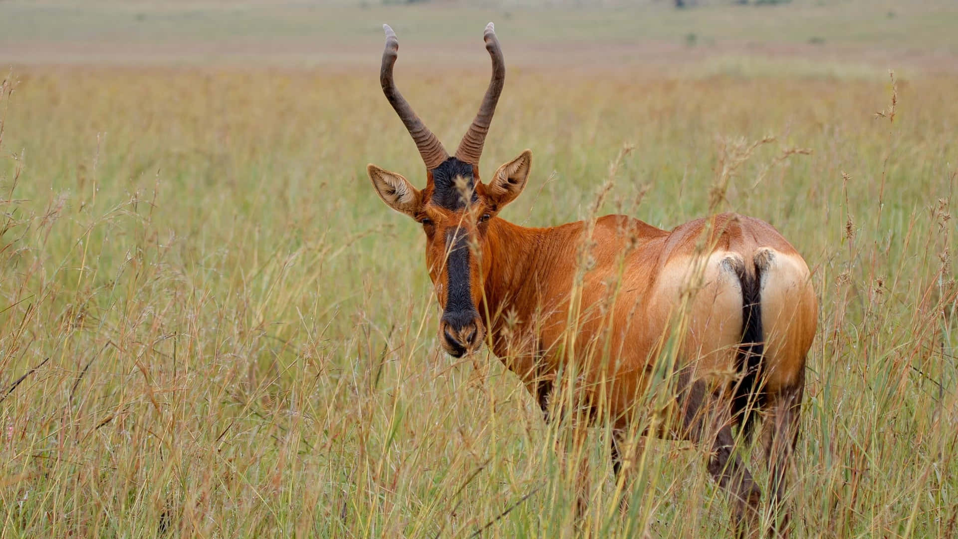 Hartebeestin Savanna Grasslands.jpg Wallpaper