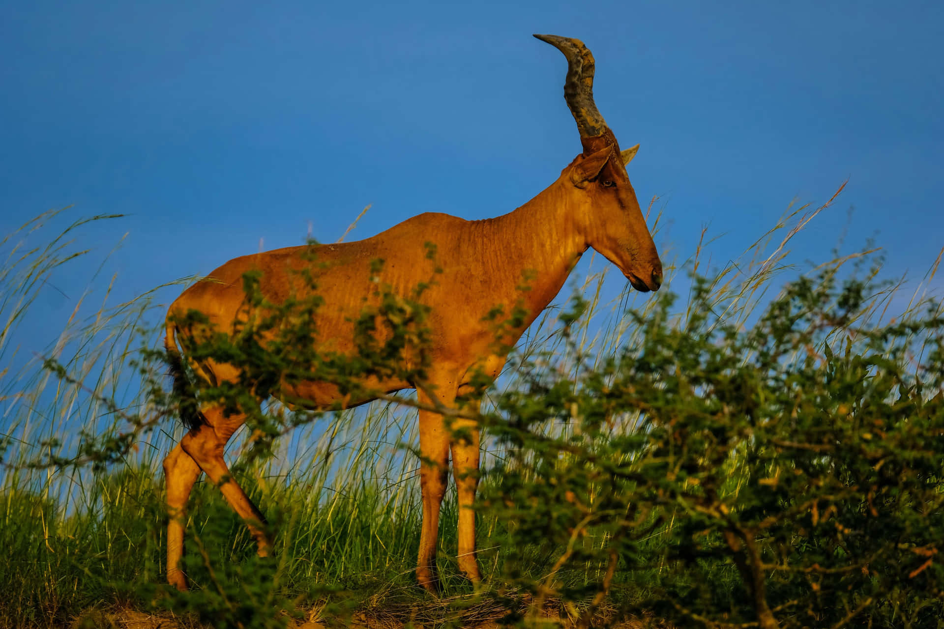 Hartebeestin Savanna Grasslands.jpg Wallpaper