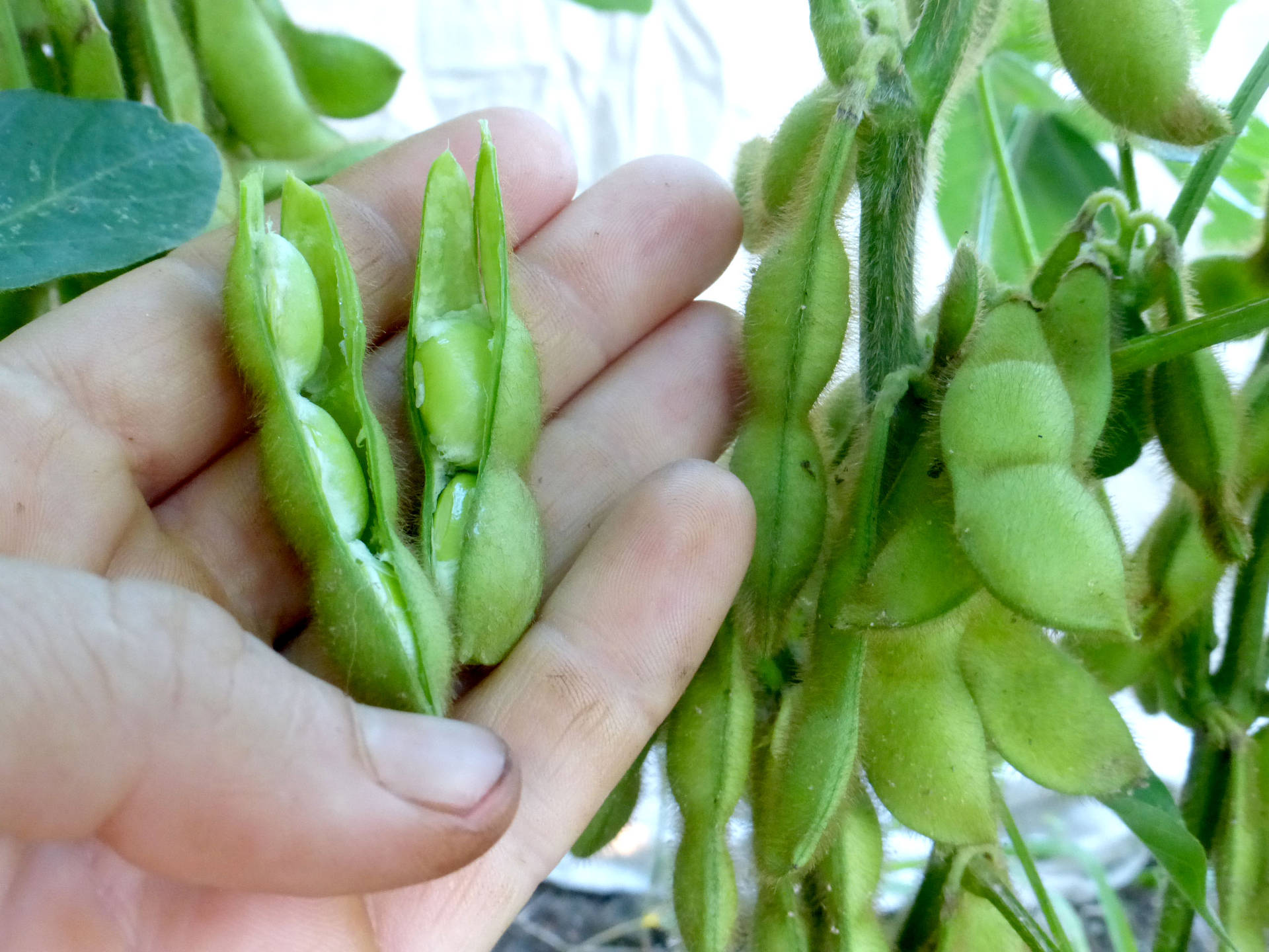 Harvested Edamame Beans Background
