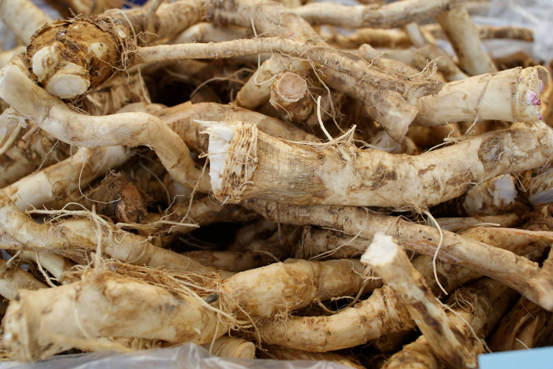 Freshly Harvested Horseradish Roots Wallpaper