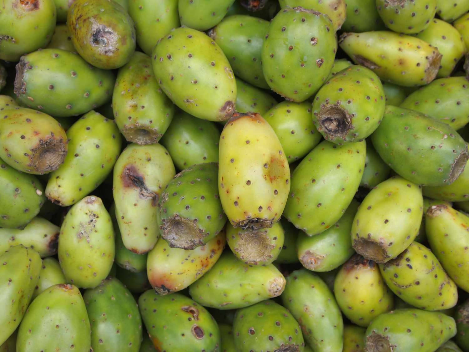 Harvested Prickly Pear Cactus Fruit Wallpaper