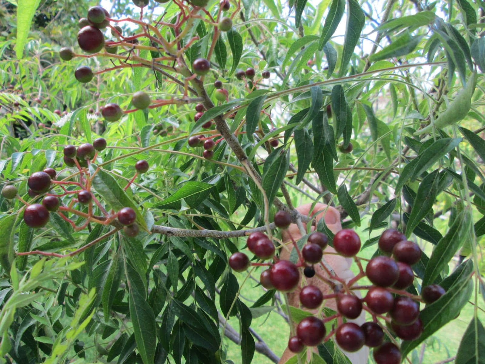 "Ripe Curry Berries Freshly Harvested from the Curry Berry Tree" Wallpaper