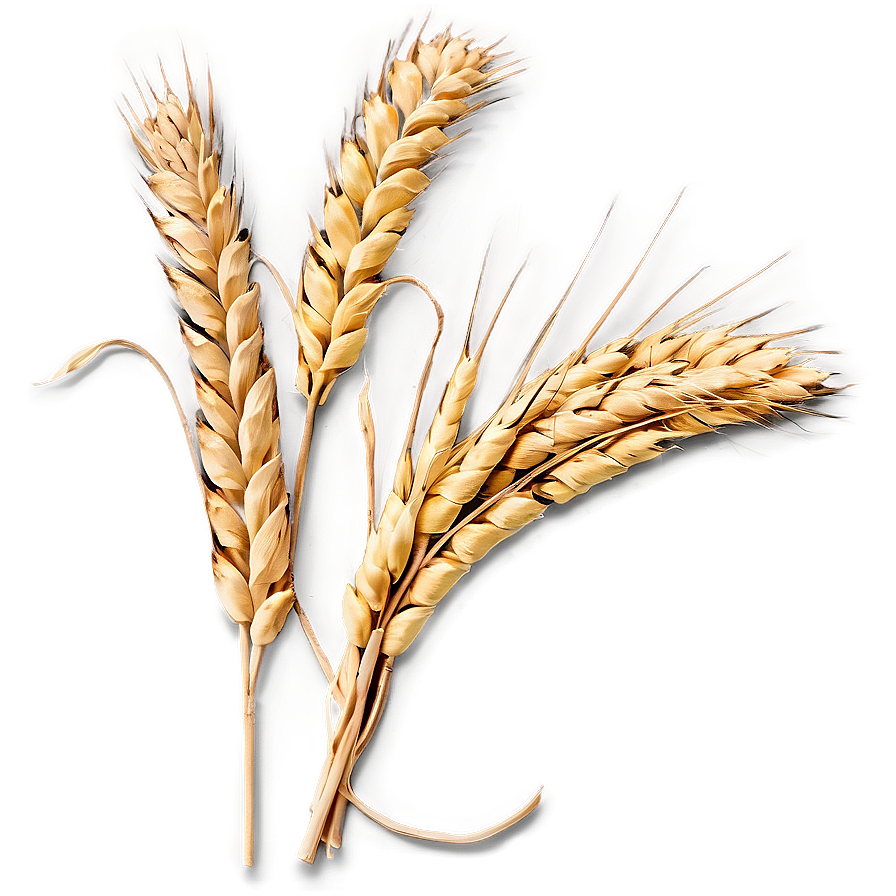 Download Harvested Wheat Stalks Png 64 | Wallpapers.com