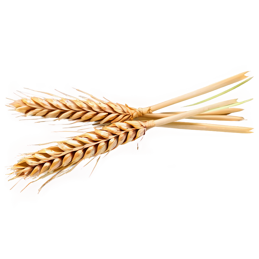 Harvested Wheat Stalks Png Mux PNG