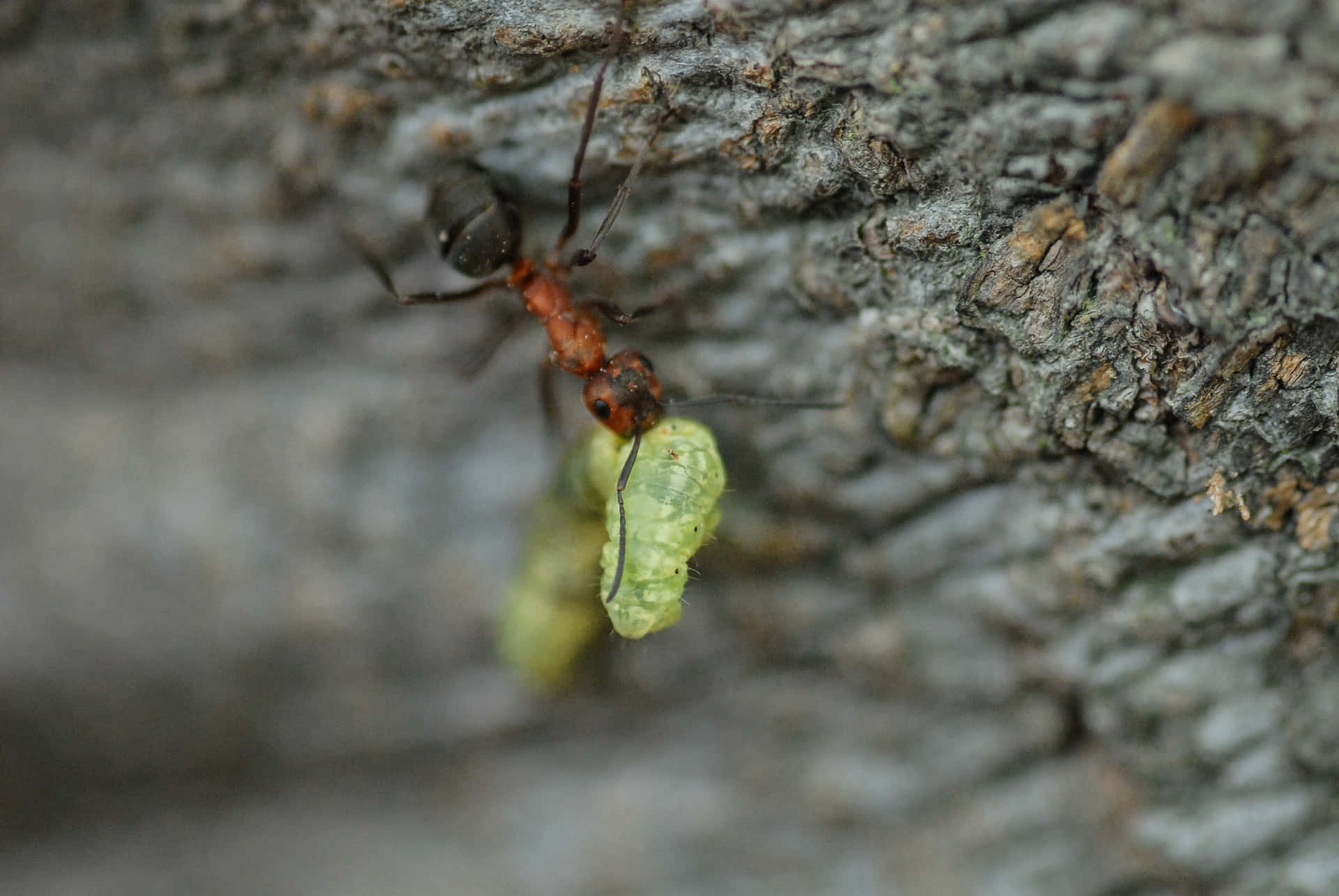 Harvester Ant Carrying Larva Wallpaper