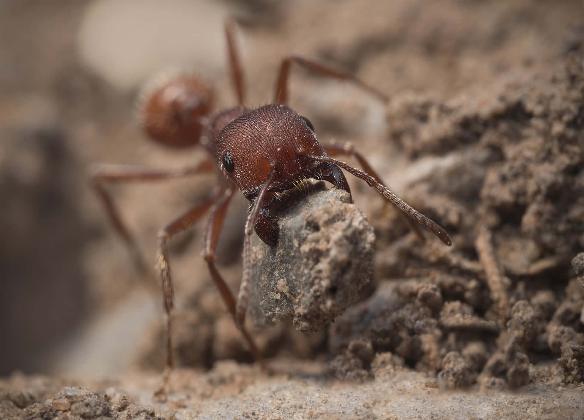 Harvester Ant Carrying Rock Wallpaper