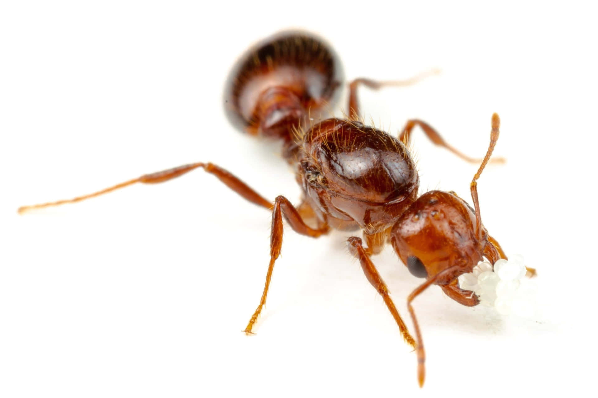 Harvester Ant Close Up Wallpaper