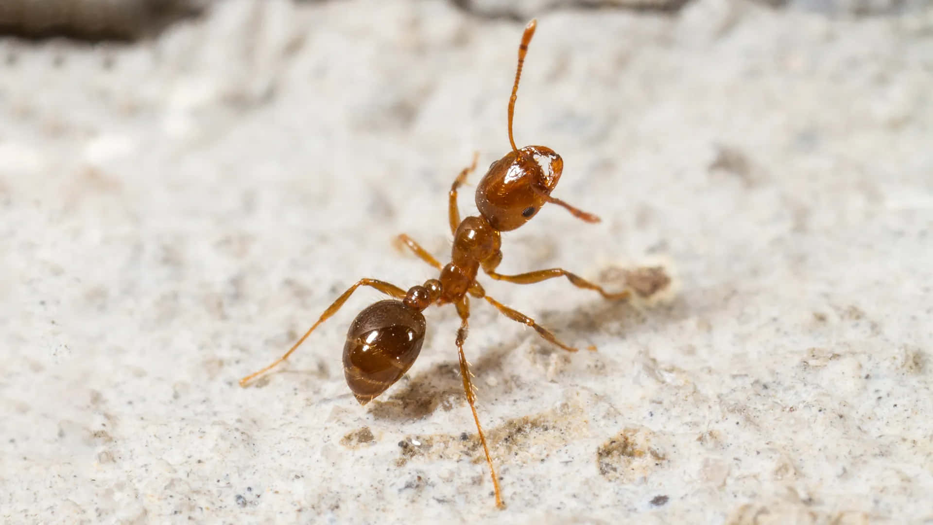 Harvester Ant Close Up Wallpaper