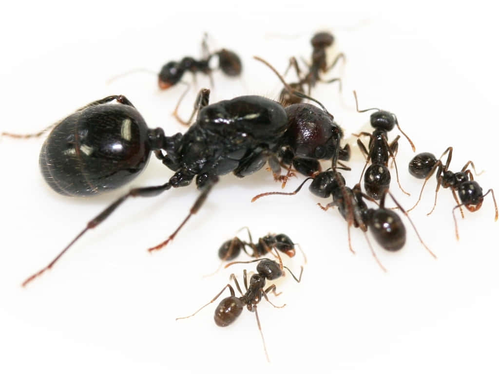 Harvester Ant Group Gathering Wallpaper