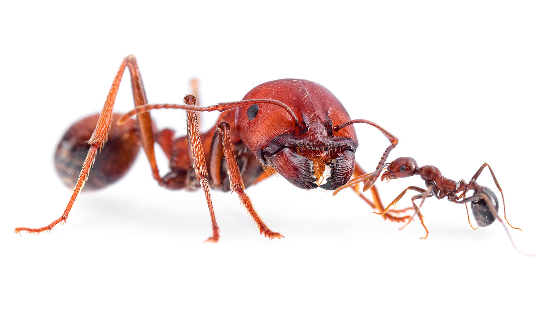Harvester Ant Interaction Wallpaper
