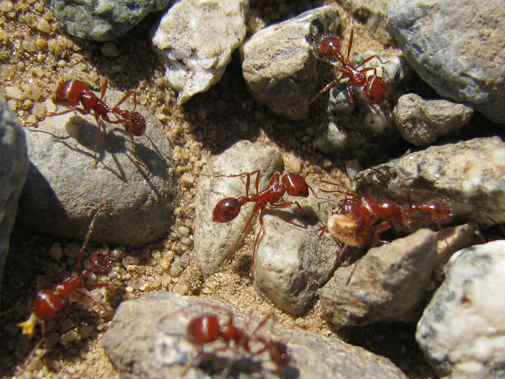 Harvester Ants Activity Wallpaper