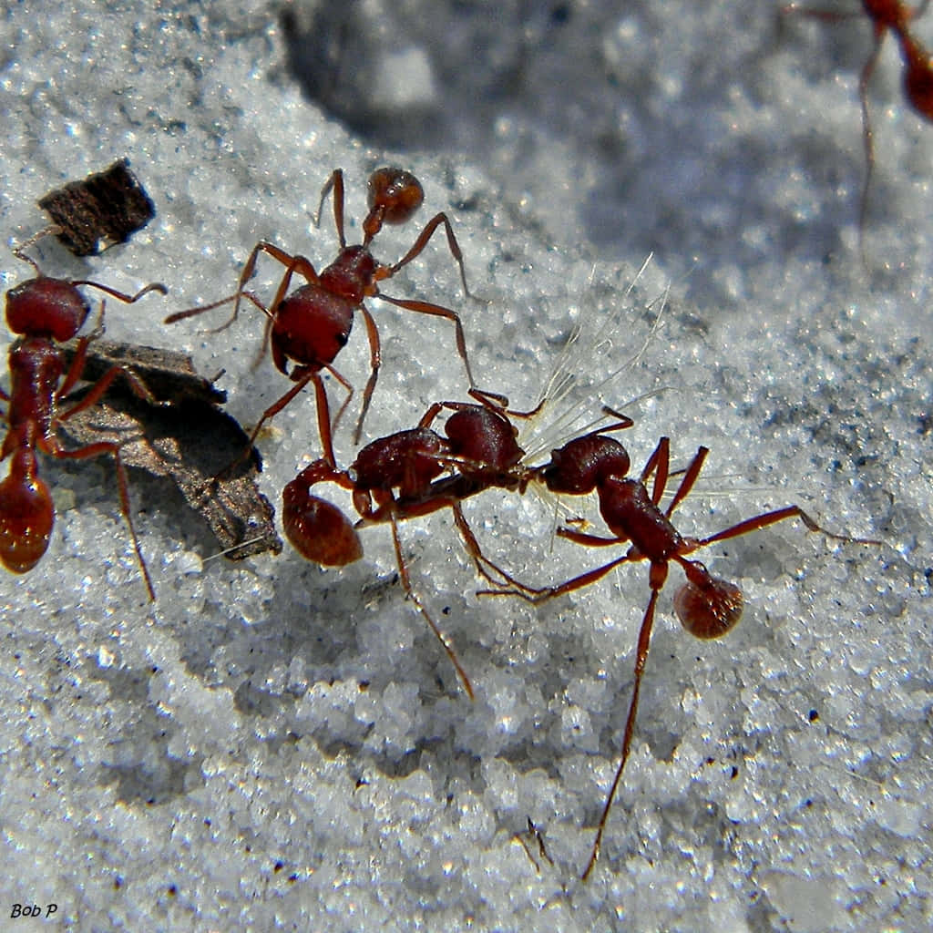 Harvester Ants Activityon Sand Wallpaper