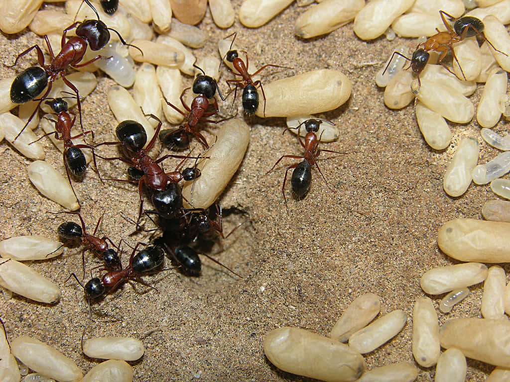 Harvester Ants Collecting Seeds Wallpaper
