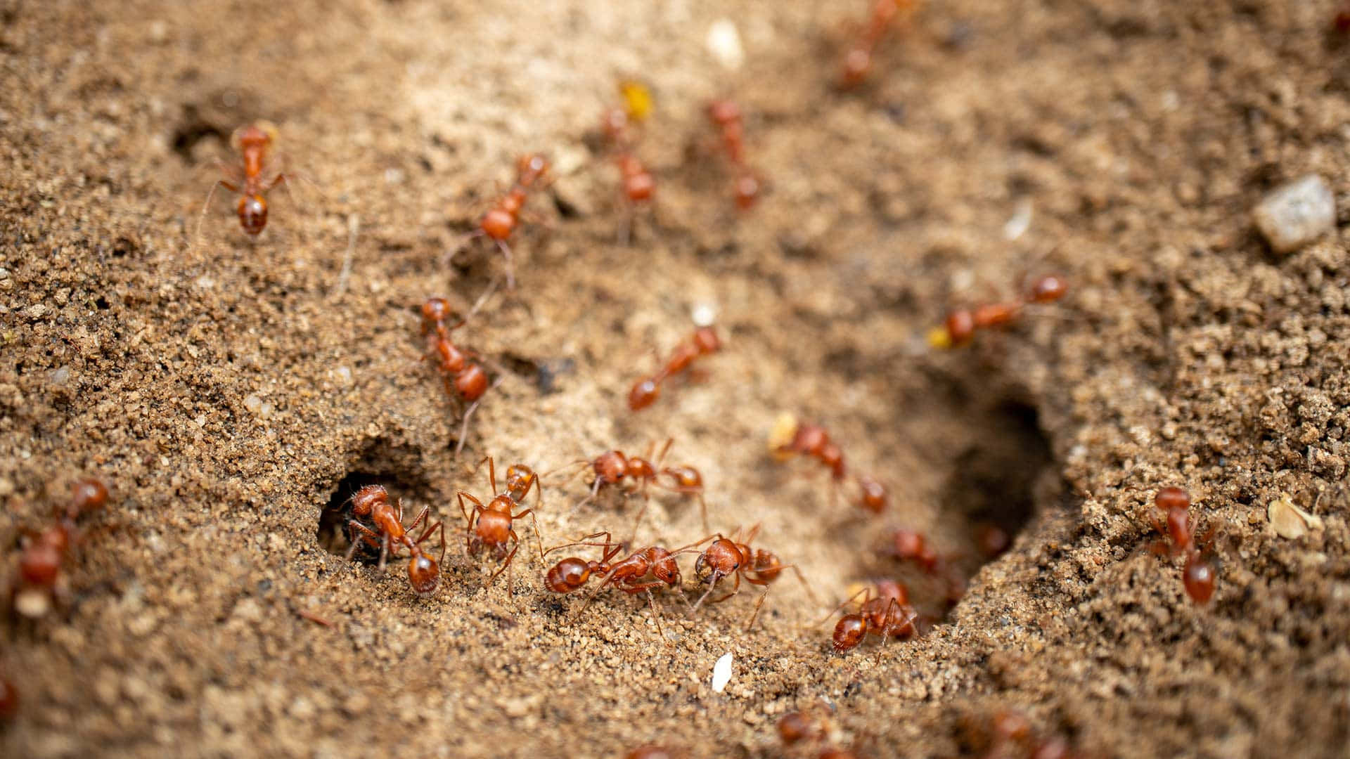 Harvester Ants Near Nest Entrance Wallpaper