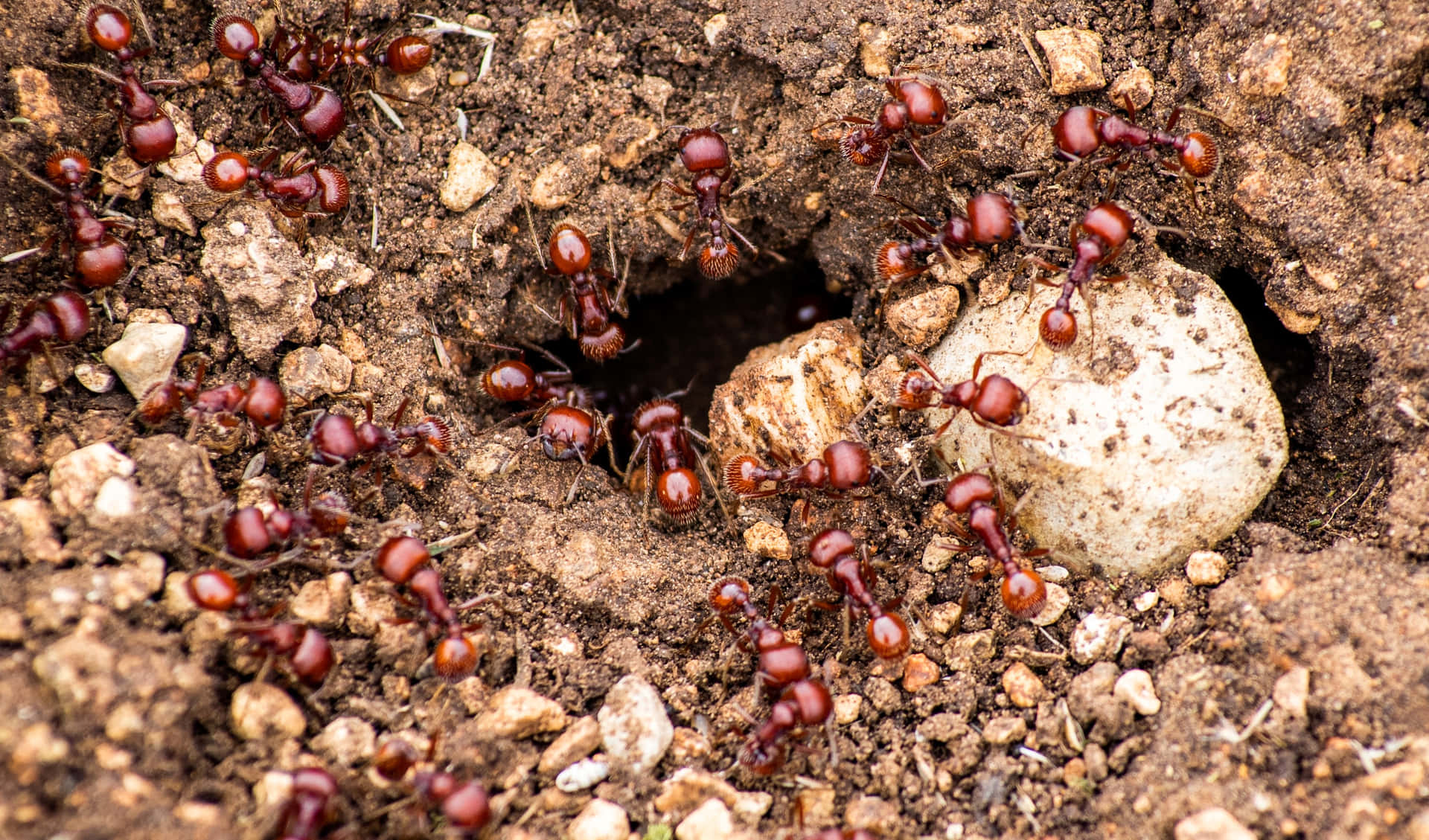 Harvester Ants Nest Entrance.jpg Wallpaper