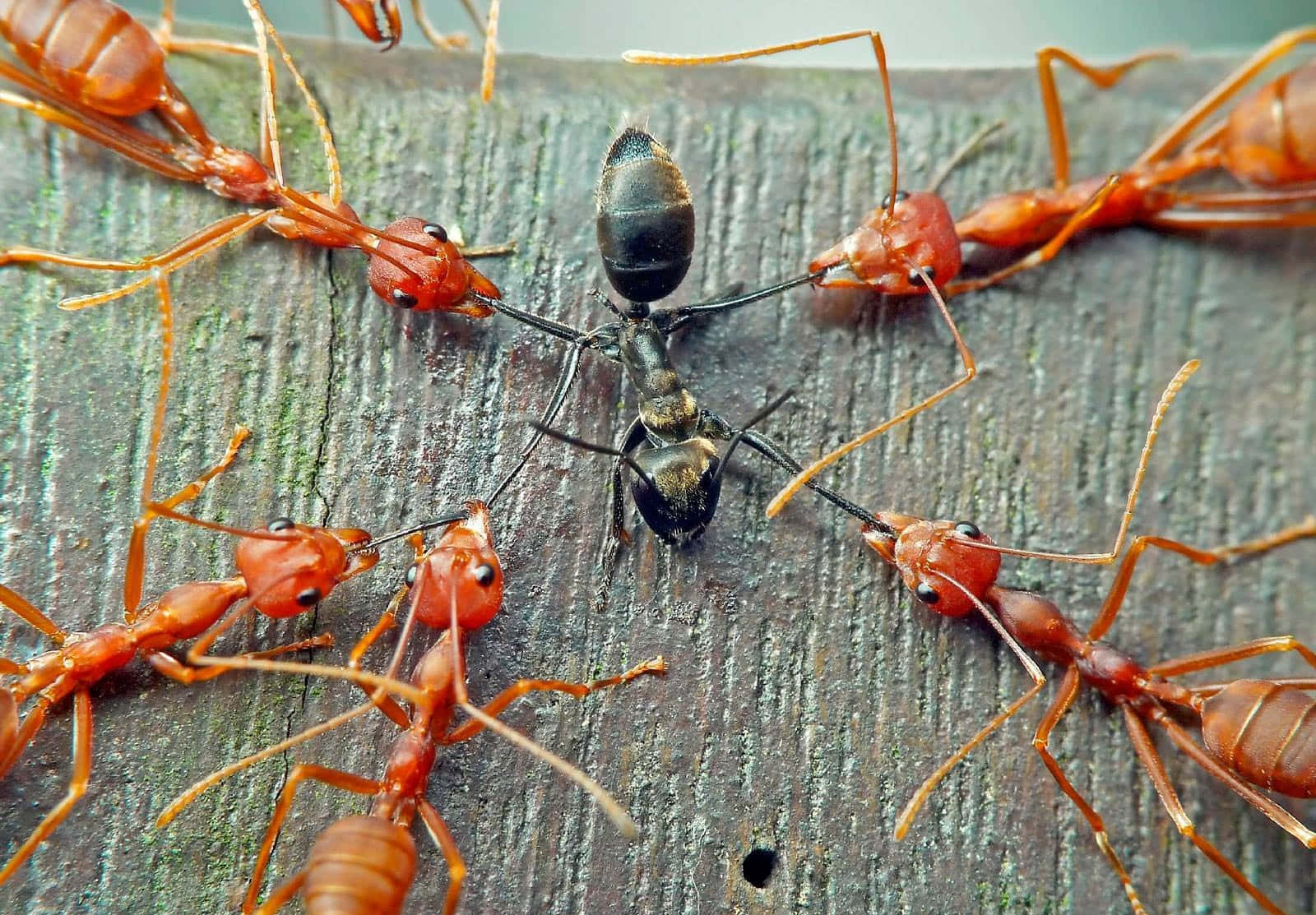 Harvester Ants Teamworkon Wood Wallpaper