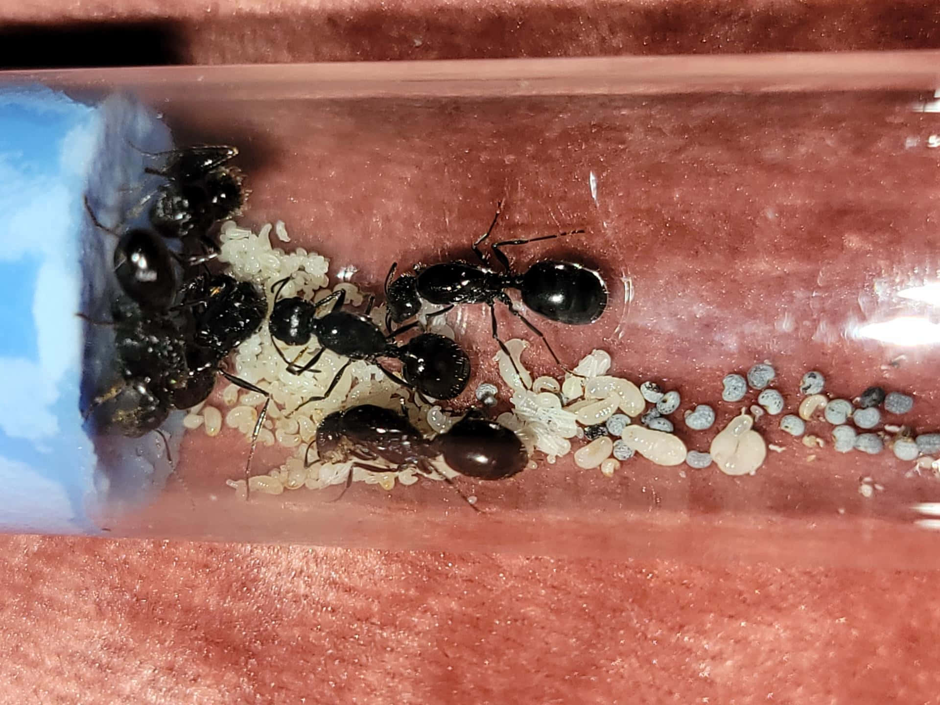 Harvester Ants Tending Brood Wallpaper