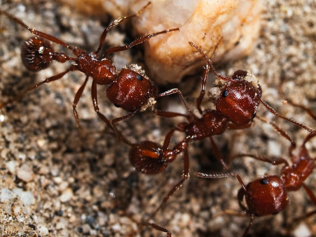 Harvester Ants Working Together.jpg Wallpaper